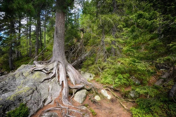 Vecchio albero verde — Foto Stock