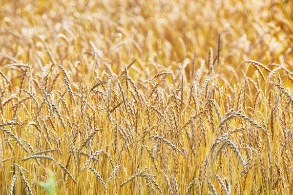 穀物の大規模なフィールド — ストック写真