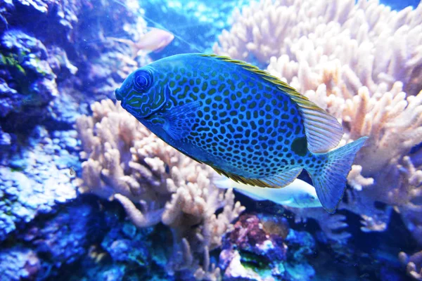 Peixe azul e coral — Fotografia de Stock