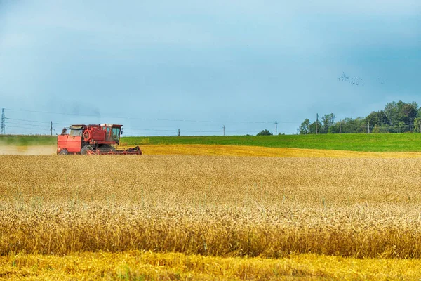 Grande campo de cereais — Fotografia de Stock