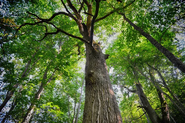 Old green tree — Stock Photo, Image