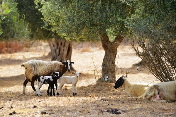 Dağ keçileri ve zeytin ağacı — Stok fotoğraf
