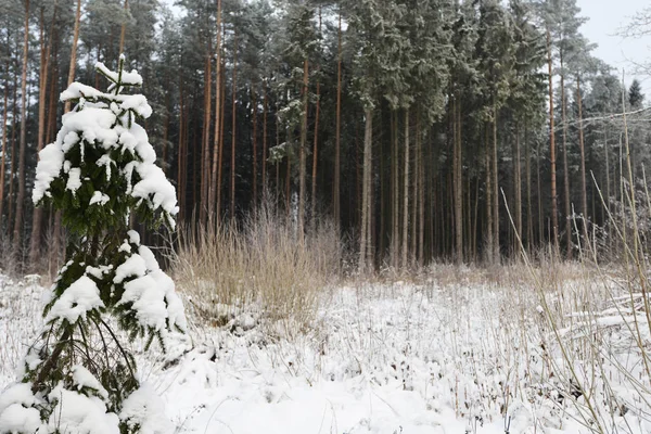 Forêt couverte de neige — Photo