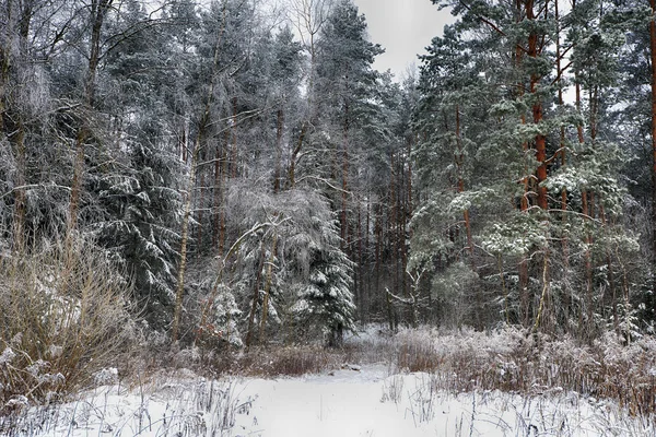 Skog dekket med snø – stockfoto