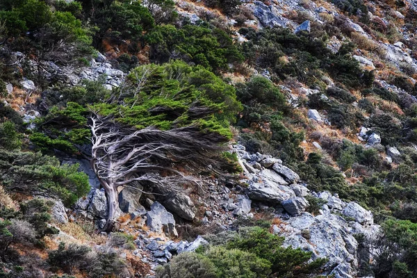 Зеленые деревья на скалах — стоковое фото