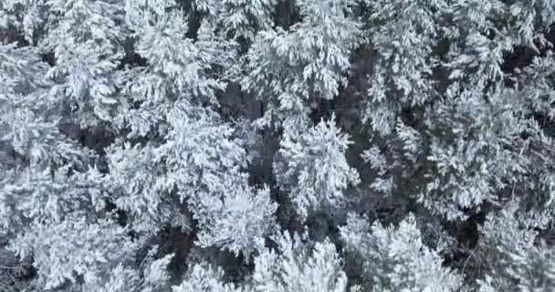 Aerial view of snowy forest at winter — Stock Video