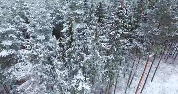 Flygfoto över snöiga skogen på vintern — Stockvideo