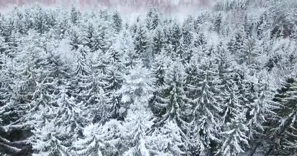 Luftaufnahme des verschneiten Waldes im Winter — Stockvideo