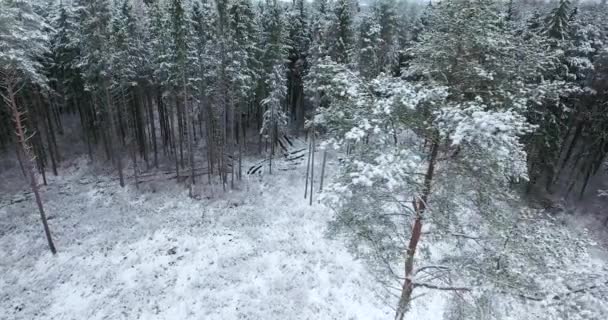 Luftaufnahme des verschneiten Waldes im Winter — Stockvideo