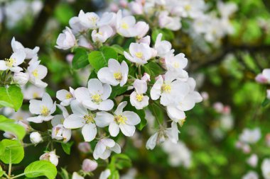Yeni gelişen ağacın
