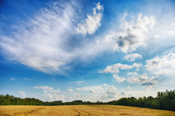 Gult fält och blå himmel — Stockfoto