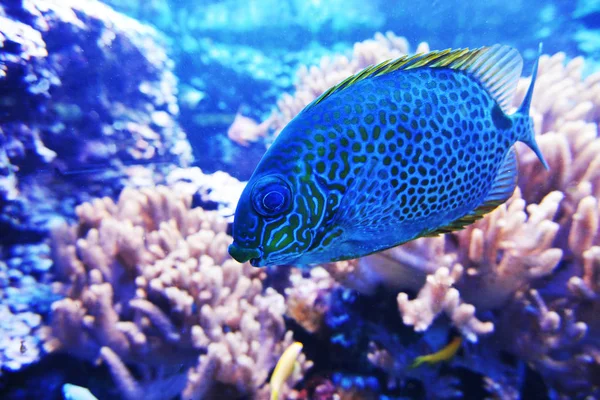 Peixe azul e coral — Fotografia de Stock