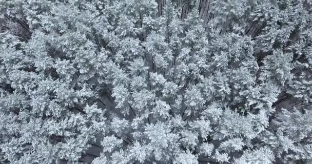 Воздушный вид снежного леса зимой — стоковое видео