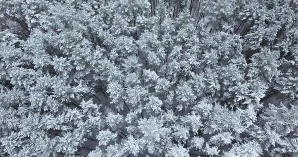 Vista aérea da floresta nevada no inverno — Vídeo de Stock