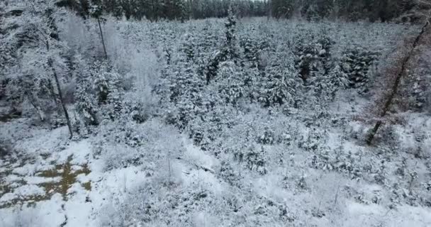 Luchtfoto uitzicht op besneeuwde bos in de winter — Stockvideo