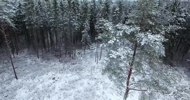 Flygfoto över snöiga skogen på vintern — Stockvideo