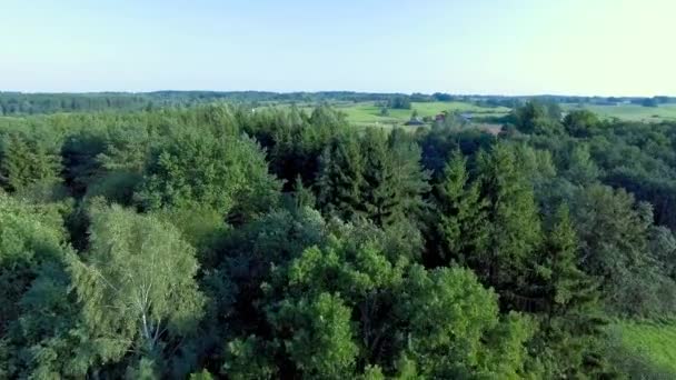 Flying above green forest at summer time — Stock Video