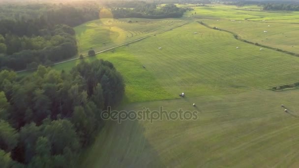 Flying above green forest at summer time — Stock Video