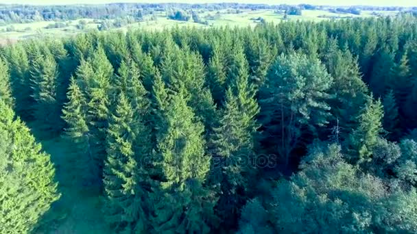 Volare sopra la foresta verde durante l'estate — Video Stock