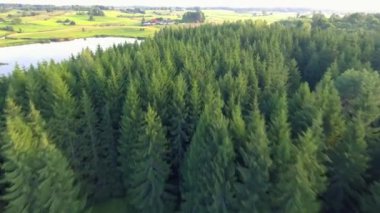 Yaz saati, yeşil orman yukarıda uçan