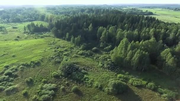 Vliegen boven de groene bos op zomertijd — Stockvideo