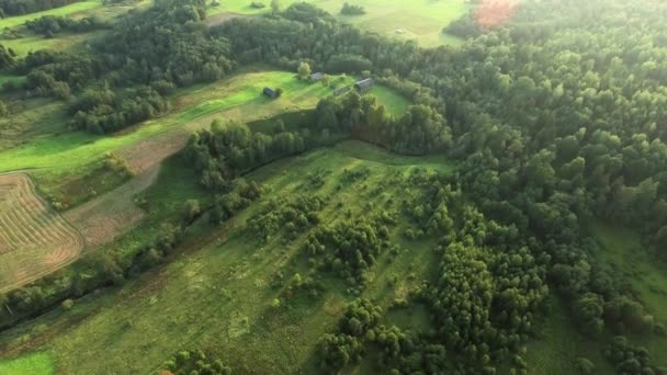 Voando acima da floresta verde na hora de verão — Vídeo de Stock