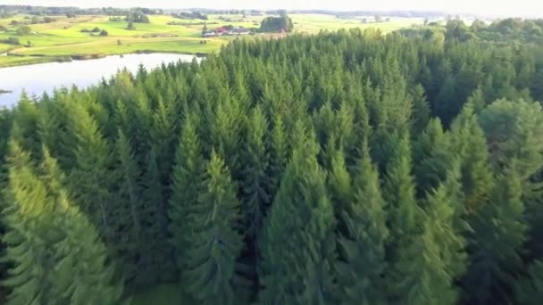 Flying above green forest at summer time — Stock Video