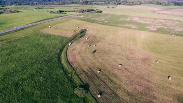 Prados verdes vista aérea — Vídeos de Stock