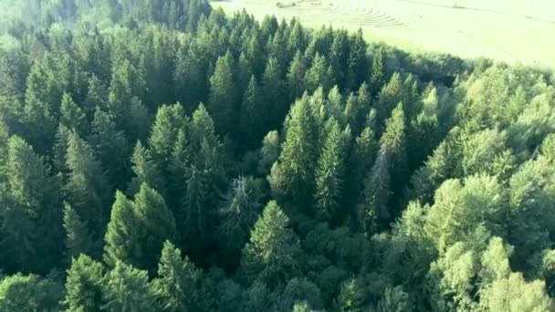 Repülő felett a nyári idő, zöld erdőben — Stock videók