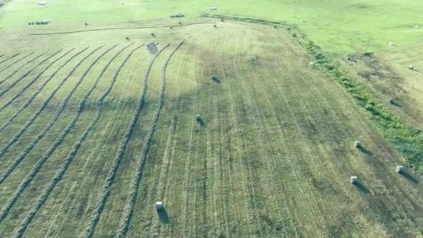 Prairies vertes vue aérienne — Video