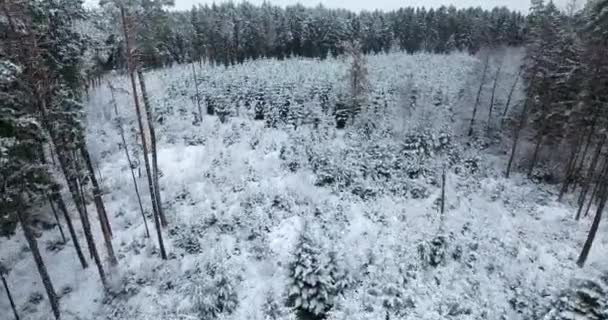 Vista aérea del bosque nevado en invierno — Vídeos de Stock