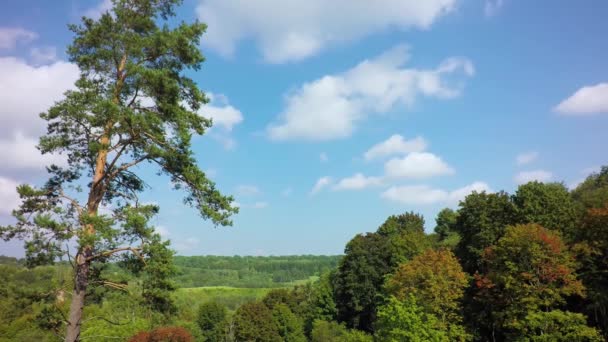 Floresta verde e céu azul — Vídeo de Stock