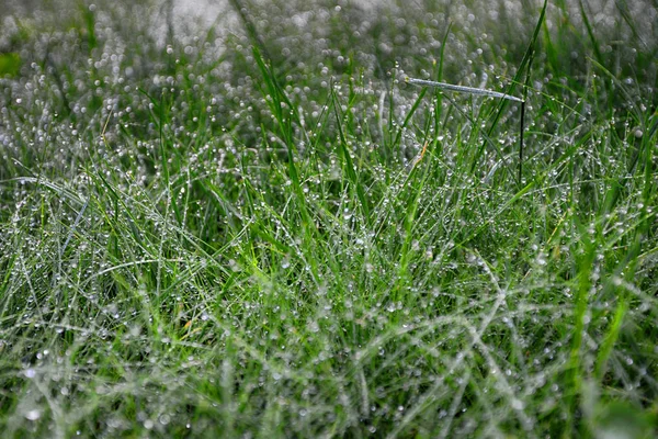 Frisches grünes Gras — Stockfoto