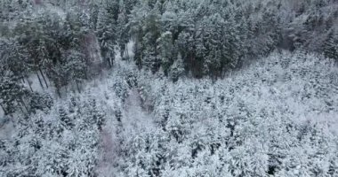 kış, karlı ormanın havadan görünümü