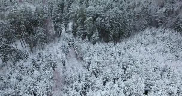 Vue aérienne de la forêt enneigée en hiver — Video