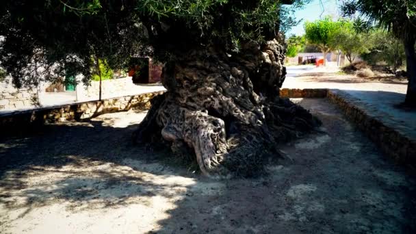 3000 anos de idade oliveira — Vídeo de Stock
