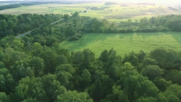 Flygande ovanför gröna skogen på sommartid — Stockvideo