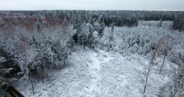 kış, karlı ormanın havadan görünümü