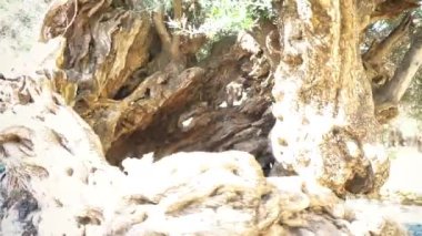 3000 yıldan eski zeytin ağacı