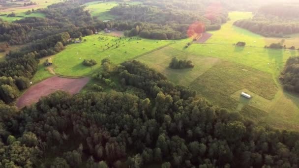 Im Sommer über grünen Wäldern fliegen — Stockvideo