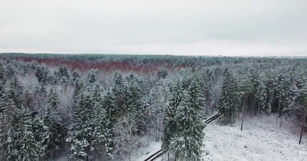 Вид з повітря на засніжений ліс взимку — стокове відео