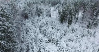 kış, karlı ormanın havadan görünümü
