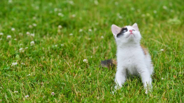 Cat playing on green grass — Stock Photo, Image