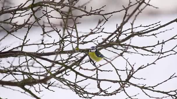 Little tit on tree at winter time — Stockvideo