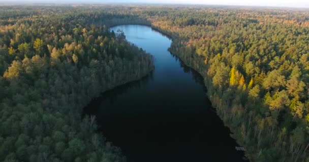 Flying above autumn forest and lake — Stock Video