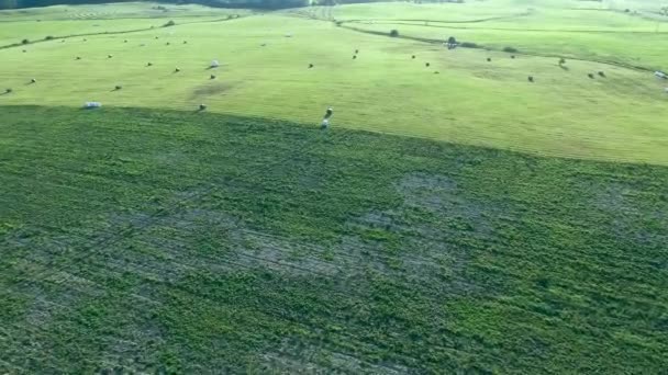 Prairies vertes vue aérienne — Video