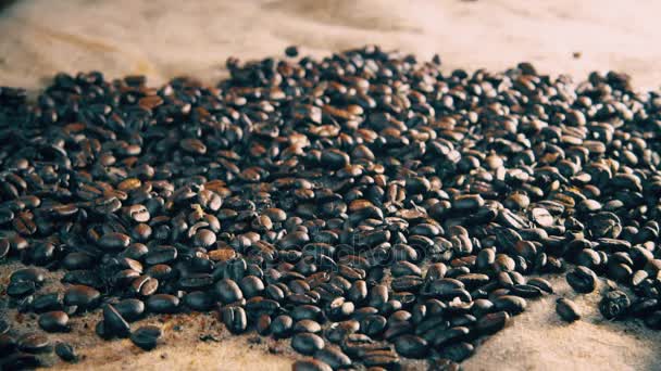 Свіжі кавові зерна крупним планом — стокове відео