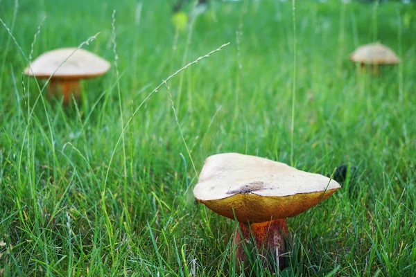 Eatable mushrooms boletus — Stock Photo, Image