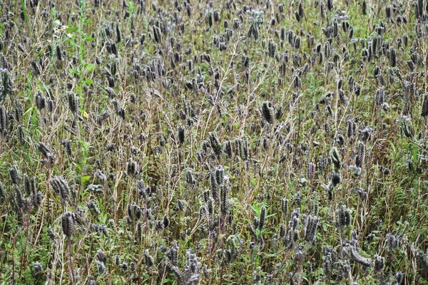 Old abandoned  field — Stock Photo, Image