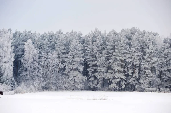 Orman karla kaplı. — Stok fotoğraf